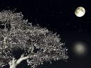 They are moon and water moon over a cherry tree.