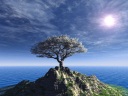 The cherry tree which basks in light and blooms.