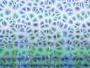 The fantasy flower which blooms in the lattice knit with light